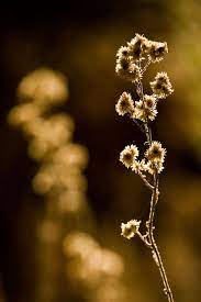 Nature Macro Photography And Wildlife Pictures Beautiful Landscape Photography Macro Photography Nature Closeup Photography Nature Macro Photography Insects