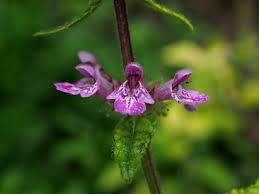 Image result for Stachys pseudonigricans