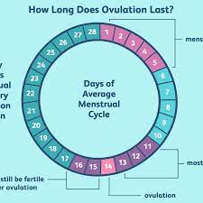 The mira fertility kit is your best chance of pregnancy with accurate ovulation prediction. How Long Does Ovulation And Your Fertile Window Last
