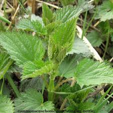In this activity, students investigate a selection of plant leaves to discover how they are adapted to deter herbivores, looking specifically at stinging nettles and docks. Stinging Nettle One Of The Most Useful Wild Plants