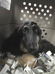 アフガン・ハウンドの子犬の紹介 アフガン・ハウンドの親犬の紹介 子犬（アフガン・ハウンド）の出産予定情報 エキゾチック エキゾチックの子猫の紹介 エキゾチックの親猫の紹介 子猫（エキゾチック）の出産予定情報 トイ・プードル トイ・プードル ã‚¢ãƒ•ã‚¬ãƒ³ãƒã‚¦ãƒ³ãƒ‰ å­çŠ¬ã‚„å­çŒ«ãŸã¡ã®ãƒšãƒƒãƒˆè²©å£²æƒ…å ±ãŒæº€è¼‰ ãƒšãƒƒãƒˆã‚¹ãƒ†ãƒ¼ã‚·ãƒ§ãƒ³
