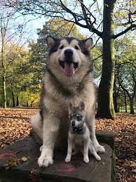 The alaskan klee kai tend to be a little 'dog aggressive' if not socialized properly. Alaskan Malamute Phil V Alaskan Klee Kai Check Out The Size Difference Of The Two Breeds We Love That Their Markings Colouring Are So Similar Phil Aww Cute Album On Imgur