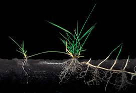 Image result for Aristida scabrivalvis