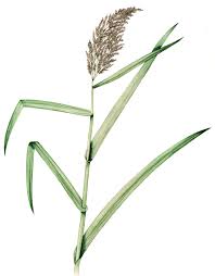 Image result for Phragmites australis