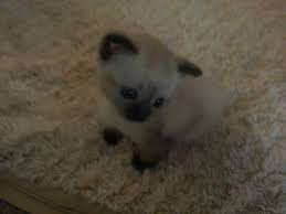 pin by hadrian ut mar on vic the mekong bobtail kitten animals kitten cats