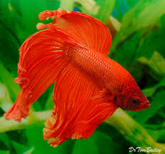 Why Are My Betta S Fins Curling Bettafish