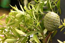 Image result for Agathis