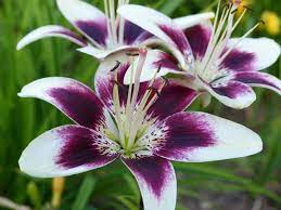 Growing Lilies How To Plant Care For Lily Flowers Garden Design