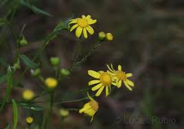 Image result for Senecio madagascariensis