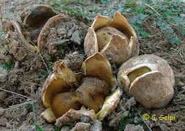 Image result for Scleroderma polyrhizon