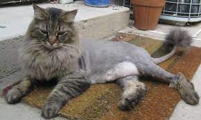 Shave down or lion cut: The Maine Coon Lion Cut Why Cats Should Not Be Shaved Petskb