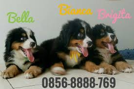 Dijual Anjing Bernese Mountain Jual Show Quality Usa Bernese Mountain Dog Puppies Lokasi Banten Minat Hub 08568888769 No Iklan 1739 Informasi L Anjing