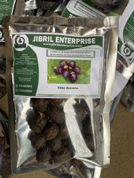 Image result for Vitex doniana