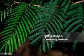 Image result for Acacia amythethophylla