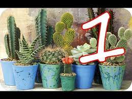 Conocé cuáles son las variedades y sus características y aprendé cómo cuidarlos. 20 Tipos De Cactus Que Nunca Habias Visto Parte 1 Youtube