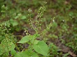 Image result for Equilabium