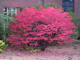 Euonymous alatus is a beautiful addition to the new england fall landscape. Alternatives To Invasive Landscape Plants Fact Sheet Unh Extension