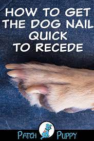 Pin On Dog Care