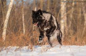 Black Timber Wolf Photographed At A Wildlife Reserve In Northern Minnesota Quot My Name Is Conrad Tan I Currently Resi Black Wolf Timber Wolf Wolf Hybrid