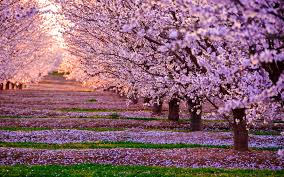 Viaggi Pasqua 2019: Giappone, la fioritura dei ciliegi che incanta ...