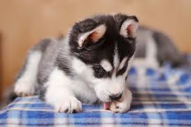 dog lick paw