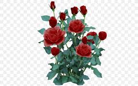 A white rose blooming in the morning of the blur background. Rose Shrub Flower Plant Png 512x512px Rose Annual Plant Artificial Flower Color Cut Flowers Download Free