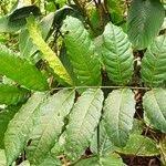 Image result for Khaya grandifoliola