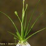 Image result for Subularia