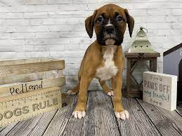 Find boxer puppies and breeders in your area and helpful boxer information. Boxer Puppies Petland Knoxville