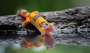 Check spelling or type a new query. Geckos New Superpower Is Running On Water Now We Know How They Do It Ars Technica