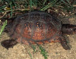 What Your Box Turtle Can And Cant Eat