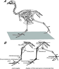 In some bones , the hollow cavities contain extensions. Cross Section Of A Bird Bone Bird Anatomy Montana Science Partnership Two Types Of Bone Tissues In Cross Section Of A Long Bone
