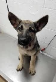 Or are victims of abuse or. German Shepherd Dog Dog For Adoption In Stephens City Va Usa Gender Female Age Baby Nickname Scarlet Dog Training Obedience Dog Obedience Dog Adoption