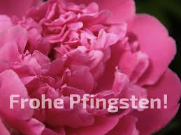 Pfingsten blumenstrauss pfingstrose kostenloses foto auf. Pfingstrose Fruhling Industrie Club Hannover E V