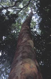 Image result for Pericopsis