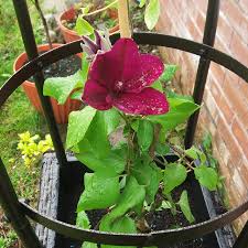 Maybe you would like to learn more about one of these? Clematis Westerplatte Clematis Westerplatte In Gardentags Plant Encyclopedia