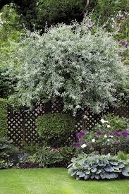 Ideal for growing in tubs on patios or balconies. Small Trees That Like Shade Finegardening