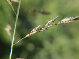 Image result for Eragrostis inamoena