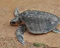 Imagen de Tortuga olivácea (Lepidochelys olivacea)