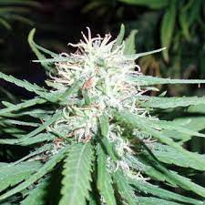 Haze No 1 Spliff Seeds Cannabis Strain Info
