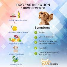 These 5 Home Remedies For Dog Ear Infections Will Help You On The Front Lines Of Your Pet S Care Visit Dogs Ears Infection Ear Infection Inflammation Remedies