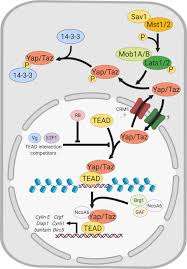 We did not find results for: Hippo Yap Taz Signaling Complex Network Interactions And Impact In Epithelial Cell Behavior Soldt 2020 Wires Developmental Biology Wiley Online Library