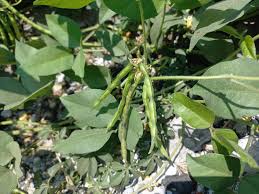 Image result for Vigna luteola