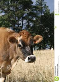 The american jersey cattle association, organized in 1868, compiles and maintains animal identificat. Jersey Kuh Auf Einem Bauernhof Im Ostlichen Umhang Sudafrika Stockbild Bild Von Nave Nett 11546111