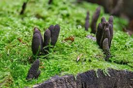 Image result for Xylaria polymorpha