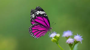 Hasil carian imej untuk beautiful butterfly pictures