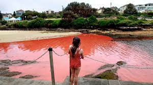 Florida department of environmental protection fdep algal bloom dashboard. Massive Red Tide Off The Coast Of Florida Abc News