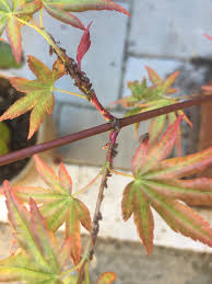 Bloodgood anese maple disease ask an expert. Japanese Maple Pests