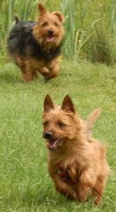 Check spelling or type a new query. Australian Terrier Dog Breed Info Images Videos Faqs