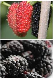Check spelling or type a new query. Mulberry Vs Blackberry Differences In Taste Health Benefits Benefits Of Berries Berries Mulberry Benefits